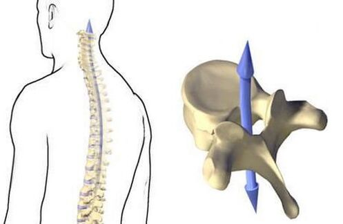 How does the spine work
